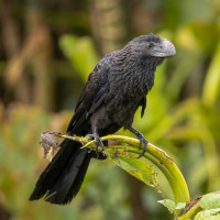 Smooth-billed Ani